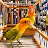 Pappagalli inseparabili giovani