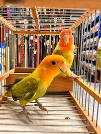 Pappagalli inseparabili giovani