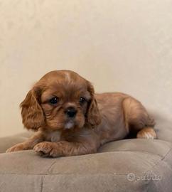 Cavalier king Charles Spaniel