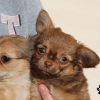 Cucciolo di chihuahua pelo lungo