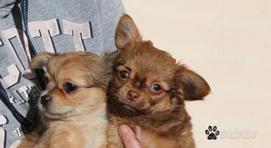 Cucciolo di chihuahua pelo lungo