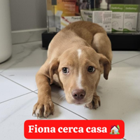 Adozione gratuita cucciolo