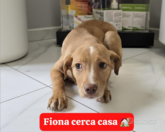 Adozione gratuita cucciolo