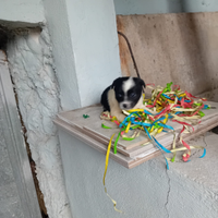 Pincher chihuahua taglia piccola