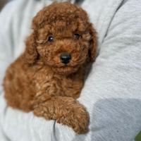 Barboncino Red Con Pedigree Enci