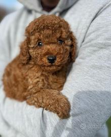 Barboncino Red Con Pedigree Enci