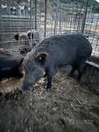 Scrofa cinghi Ale