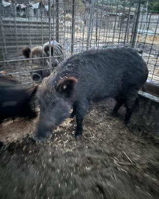 Scrofa cinghi Ale
