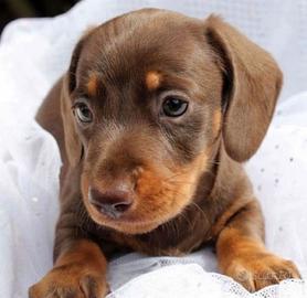 Cuccioli di bassotti M e F