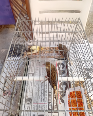 Animali