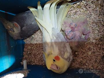 Pulli calopsite anche femmine