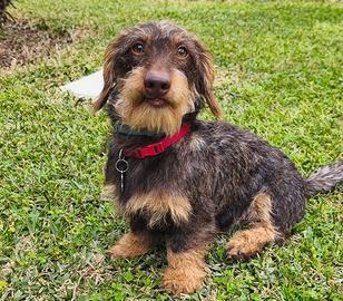 Bassotto a pelo duro Kaninchen