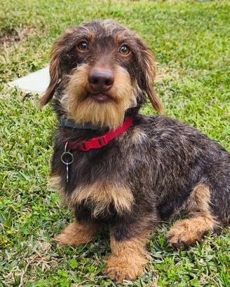 Bassotto a pelo duro Kaninchen