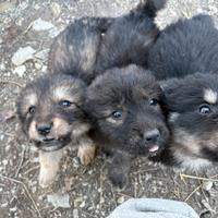 Cuccioli di pastore della Sila