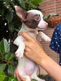 Chihuahua
