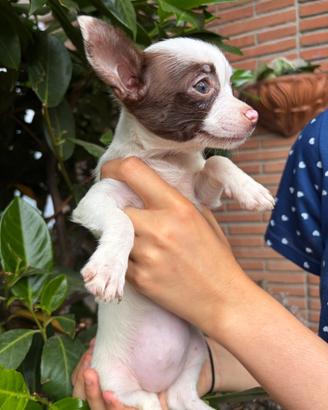 Chihuahua