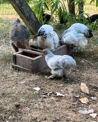 Cocincina nana grigio perla