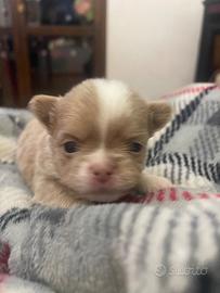 Cucciolo di chihuahua PL
