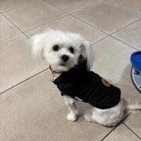 Maltese mini toy per accoppiamento