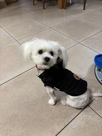 Maltese mini toy per accoppiamento