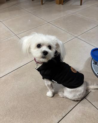 Maltese mini toy per accoppiamento