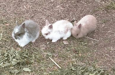 Conigli nani di razza