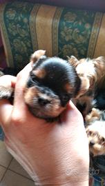 Yorkshire taglia mini