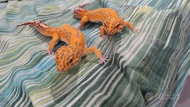 Red Diamond Stripe ph Eclipse (F)