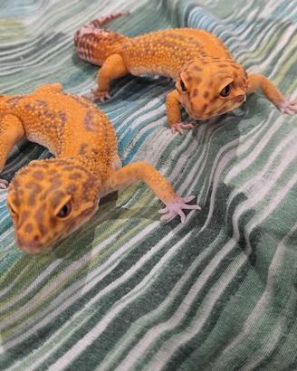 Red Diamond Stripe ph Eclipse (F)
