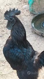 Copia cemani di 2 anni