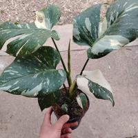 monstera thai constellation 
