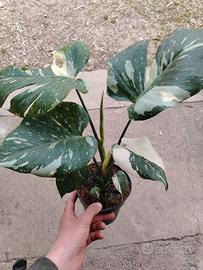 monstera thai constellation 