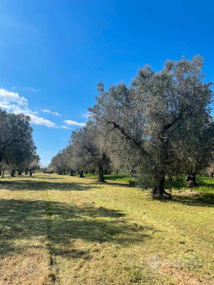 2 terreni uliveti vigneto - Vista 3