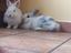 Immagine 3