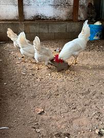 Pulcini livornese bianca