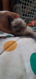 Siemese gattino