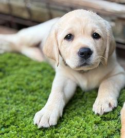 Labrador cuccioli con pedigree