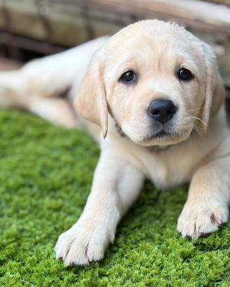 Labrador cuccioli con pedigree