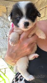 Cuccioli di volpino