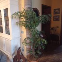 pianta artificiale alta 190 cm