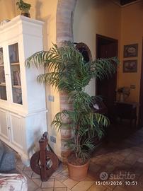 pianta artificiale alta 190 cm