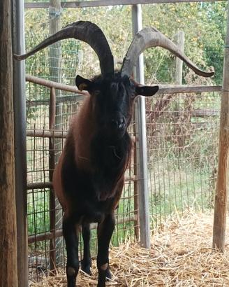 Becco camosciato delle alpi