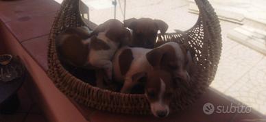 Disponibili cuccioli Jack Russell