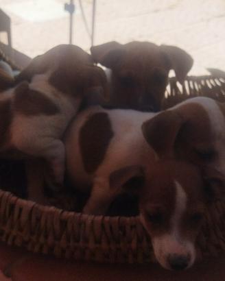 Disponibili cuccioli Jack Russell