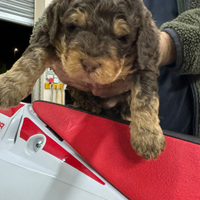 Cuccioli di lagotto romagnolo