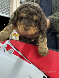 Cuccioli di lagotto romagnolo