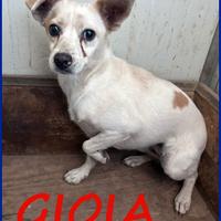 Gioia 3 anni, 8 kg, viveva con un branco di 30 can