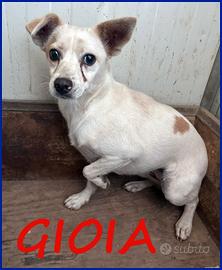 Gioia 3 anni, 8 kg, viveva con un branco di 30 can