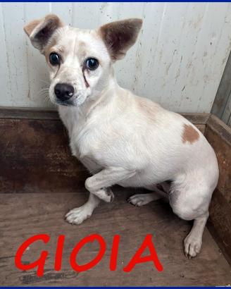 Gioia 3 anni, 8 kg, viveva con un branco di 30 can