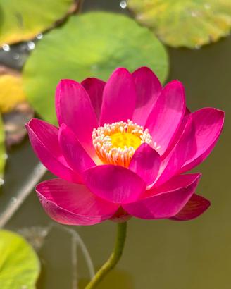 Fiore di loto scam.bio